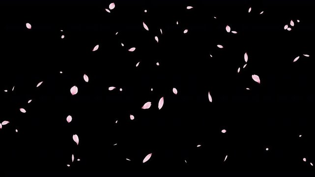 Falling Cherry Blossom Petals with Transparent Background