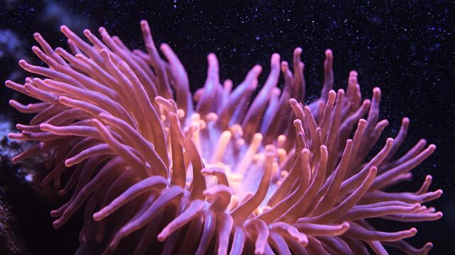 Glowing pink sea anemone tentacles underwater