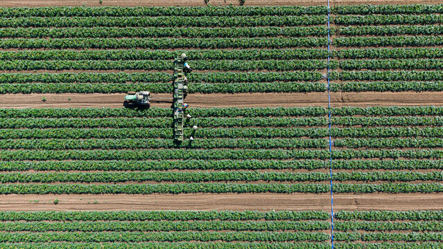 Aerial view of farm workers harvesting fresh zucchini with a tractor pulling a trailer through rows of crops in Mediglia, Lombardy, Italy.