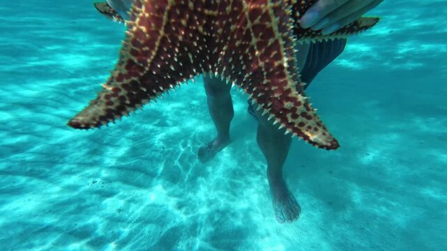 Close up interaction with marine wildlife underwater starfish in a pristine turquoise sea during a sunny day trip