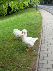 White geese on grass near road on grass © millaf (Nemchinova)