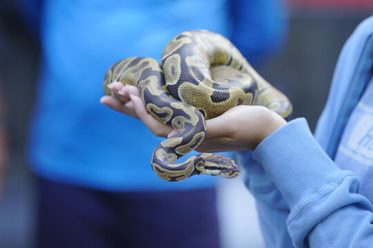 Biologically, snakes cannot become truly tame like mammals such as cats or dogs; instead, they simply become accustomed to being handled.