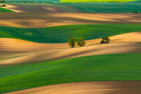 Aerial view of rolling agricultural fields with vibrant green and brown patterns and scattered trees in the countryside in Cejkovice, South Moravian Region, Czechia.