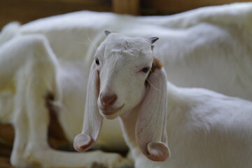Fototapeta premium The Javanese goat (often known as the Kacang goat) is a native Indonesian goat with high adaptability and fertility. Females can give birth to twins or triplets.