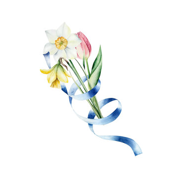 Watercolor spring flowers bouquet with blue ribbon. Hand drawn botanical illustration isolated on white background for Mothers Day greeting card. Elegant tulip and daffodils arrangement. Festive sprin
