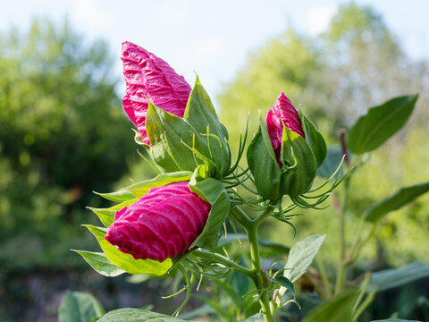 (Hibiscus moscheutos) Swamp rose-mallow with magnificent reddish flower buds emerging at the tips of stems contrasting with large green lobed foliage
