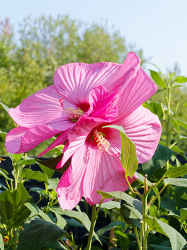 (Hibiscus moscheutos) Swamp rose-mallow with satiny pink blooms with slightly wavy petals and emergence of a pale yellow central staminal column contrasting with the smooth green leaves
