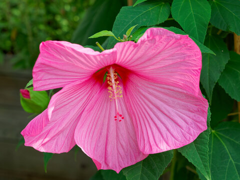 Large Swamp rose-mallow flowers (Hibiscus moscheutos) Delicate pink and satiny, crumpled petals in a vibrant pink with burgundy central eye, and a long tube of fused stamens
