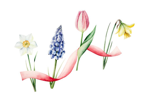 Watercolor spring flowers bouquet with pink ribbon. Hand drawn botanical illustration isolated on white background for Mothers Day greeting card. Elegant tulip and daffodil arrangement. Festive spring