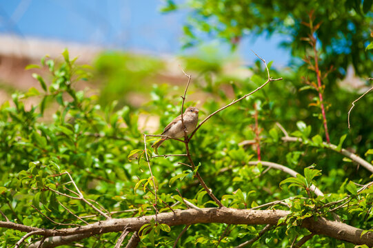 Young House Sparrow Perched Among Green Branches