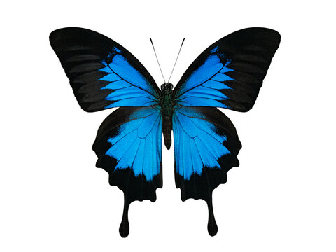 Ulysses swallowtail butterfly isolated on white background