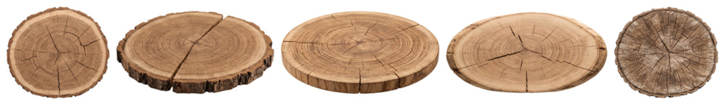 Collection of weathered tree trunk slices with growth rings