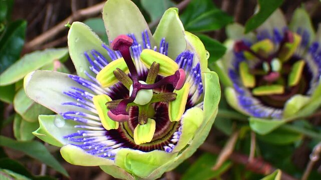 Passiflora Flower Opening in Time Lapse