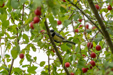 A small great tit perches on a branch surrounded by clusters of ripe red fruit inside a dense cherry plum tree. © Jakob