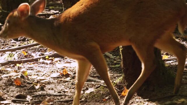 Close up view of a muntjac dwarf deer moving around in the forest and searching the ground on a sunny summer day