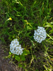 Jasper National park, Alberta, Canada. Common Yarrow, Achillea Millefolium. Meadow flowers. © Svetlana Parshakova