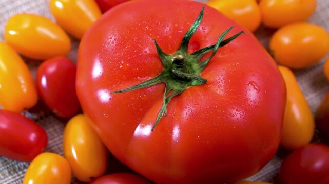 Scale Comparison: Rotating Giant Beefsteak Tomato with Tiny Cherry Tomatoes