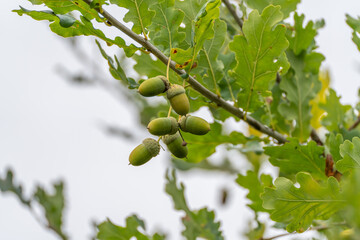 A group of green acorns hangs from an oak branch against a bright overcast sky, framed by lobed oak leaves. © Jakob