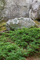 Large boulder rock in forest surrounded by green fern bushes © Leticia AI Studio