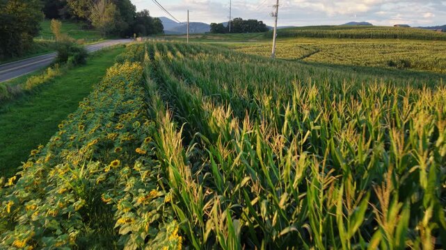aerial push in to row of sunflowers near roadway outside of boone nc, north carolina