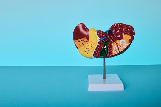 Anatomical human liver model on blue background. Diagnostics of hepatitis and cirrhosis