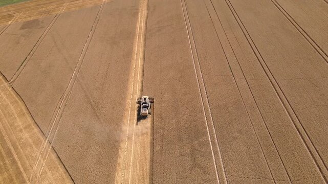 Combine harvester working in large grain field, collecting wheat grains