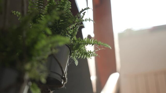 Close-up of lush green fern leaves growing in a hanging pot on a sunny balcony. Soft backlighting illuminates the delicate foliage, while a shallow depth of field creates a peaceful natural scene