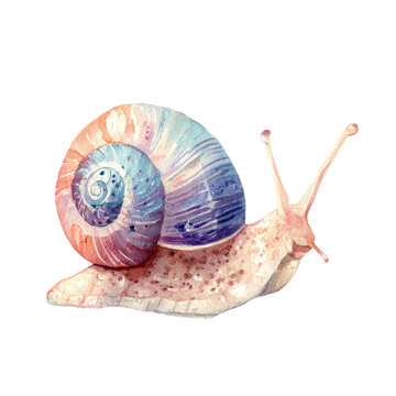 Watercolor snail illustration, pastel spiral shell gastropod painting, cute mollusk wildlife artwork for nature branding isolated PNG with Transparent Background