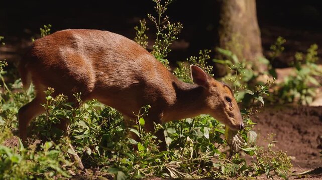 Close up view of a muntjac dwarf deer moving around in the forest and searching the ground on a sunny summer day