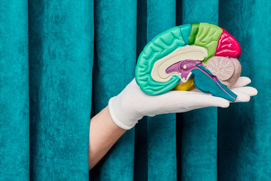 Doctor presenting cerebral cortex and brain stem anatomical model. Innovative neurology diagnostics and cognitive function preservation.