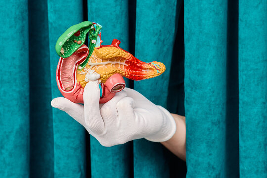 Detailed visual explanation of biliary tract and duodenum against green curtain. Preventive endocrinology consultation and diabetes care.