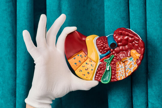 Gloved hand holding detailed anatomical model of human liver lobule structure. Innovative hepatology research and fatty liver disease therapy.