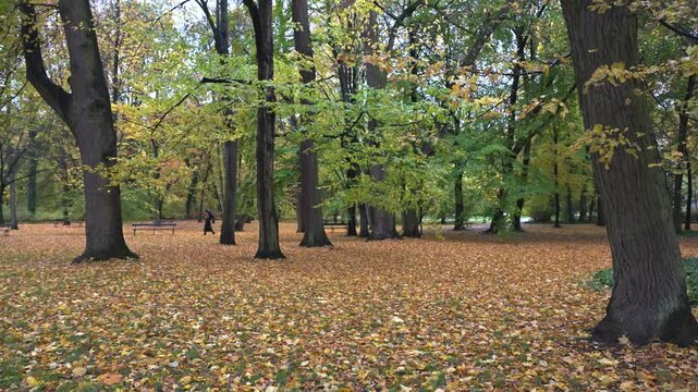 Autumn park landscape with golden leaves in Lazienki Royal Gardens, Warsaw.