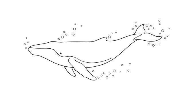 Minimalist humpback whale line art, black and white whale vector illustration, aquatic mammal outline with bubbles for coloring book