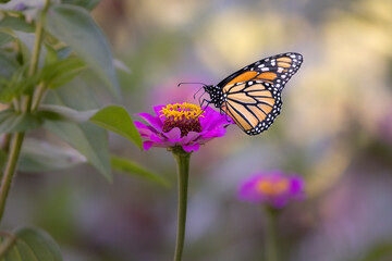 Fototapeta premium Monarch butterfly on pink red yellow flower