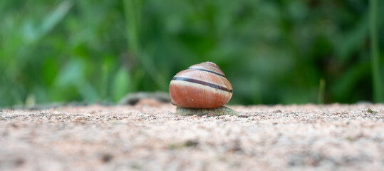 A striped garden snail resting on a rough stone surface against a blurred green background. The spiral shell and soft body create a calm macro nature portrait. Ideal for slow life wildlife photography © Margarita