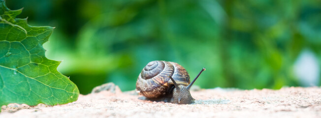 A garden snail with extended tentacles crawling near a large green leaf on stone. Shallow depth of field highlights the delicate animal and its shell. Perfect for detailed macro nature portraits. © Margarita