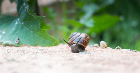 A moving garden snail with raised antennae crawling across a light stone surface. Soft light and green foliage create a peaceful summer wildlife scene. Ideal for nature and slow motion concepts. © Margarita