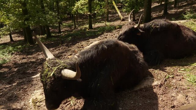 Close up of a yak cow resting in the forest on a sunny day