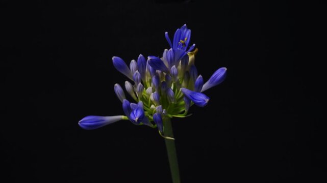 Blue Agapanthus Flowers Opening from Buds in Time Lapse