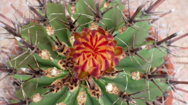 Ferocactus Cactus Flower Opening in Time Lapse