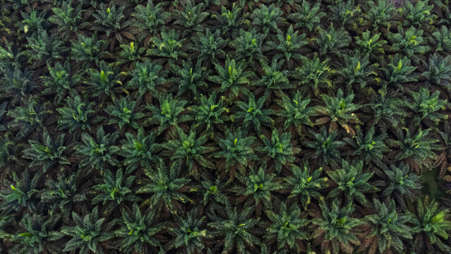 Aerial view of a vast palm oil plantation with rows of green palm trees stretching across the landscape in Langkat, North Sumatera, Indonesia.