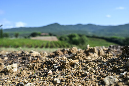 Bolgheri Tuscany 9/5/2025 Bolgheri Cabernet Sauvignon grapes and vineyards in Tuscany for Supertuscan Grattamacco, Sassicaia and Ornellaia wines.Clay soil for wine production in Grattamacco vineyards