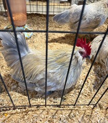 bantam rooster on a farm © Juli