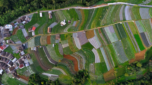 Aerial view of the terraced vegetable farms in Kaliangkrik with lush green fields and small rural houses arranged in geometric patterns in Kaliangkrik, Central Java, Indonesia.