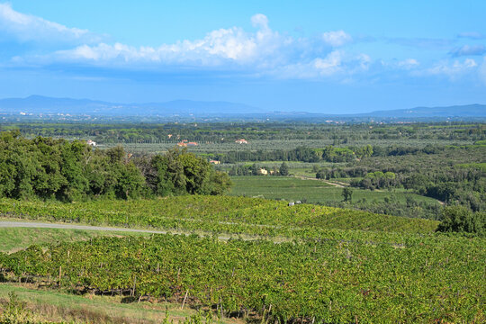 Bolgheri Tuscany 9/5/2025 Bolgheri Cabernet Sauvignon grapes and vineyards in Tuscany for Supertuscan Grattamacco, Sassicaia and Ornellaia wines.The Grattamacco vineyards