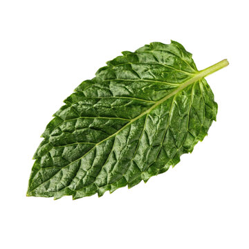Single fresh green mint leaf with serrated edges and visible veins isolated on a transparent background