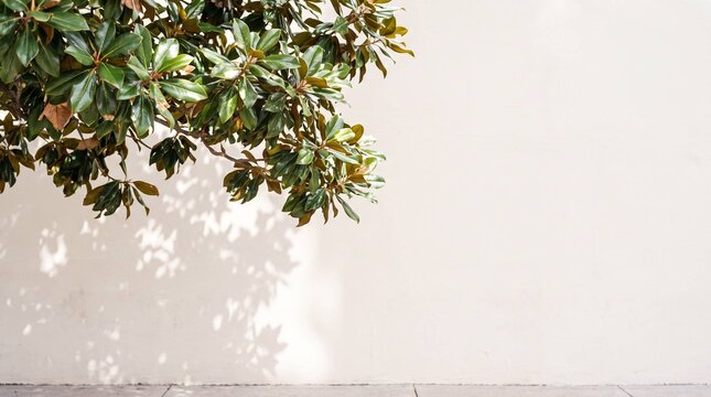 Magnolia tree branch with glossy leaves casting shadow on white wall for minimalist background
