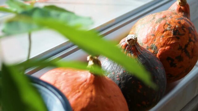 Pumpkins sit under leafy vines in garden closeup, with mottled orange skins and dark squash beside them. Pumpkin harvest produce remains still as sunlit leaves blur across foreground.