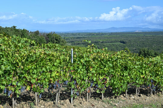 Bolgheri Tuscany 9/5/2025 Bolgheri Cabernet Sauvignon grapes and vineyards in Tuscany for Supertuscan Grattamacco, Sassicaia and Ornellaia wines.The Grattamacco vineyards